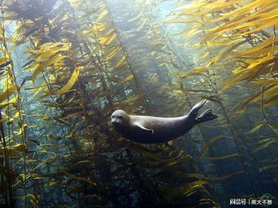 未來最有前途的肥料 海洋生物活性物質(zhì)的綠色革命
