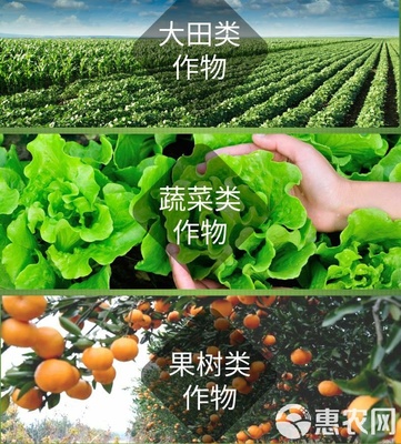 海藻肥“安豐樂-海藻素” 強(qiáng)力促生根壯苗、防病害與合成技術(shù)研發(fā)