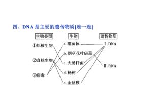 DNA 從遺傳物質(zhì)到合成技術(shù)研發(fā)的探索